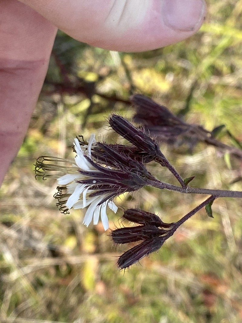Barbed Rattlesnakeroot photo 8