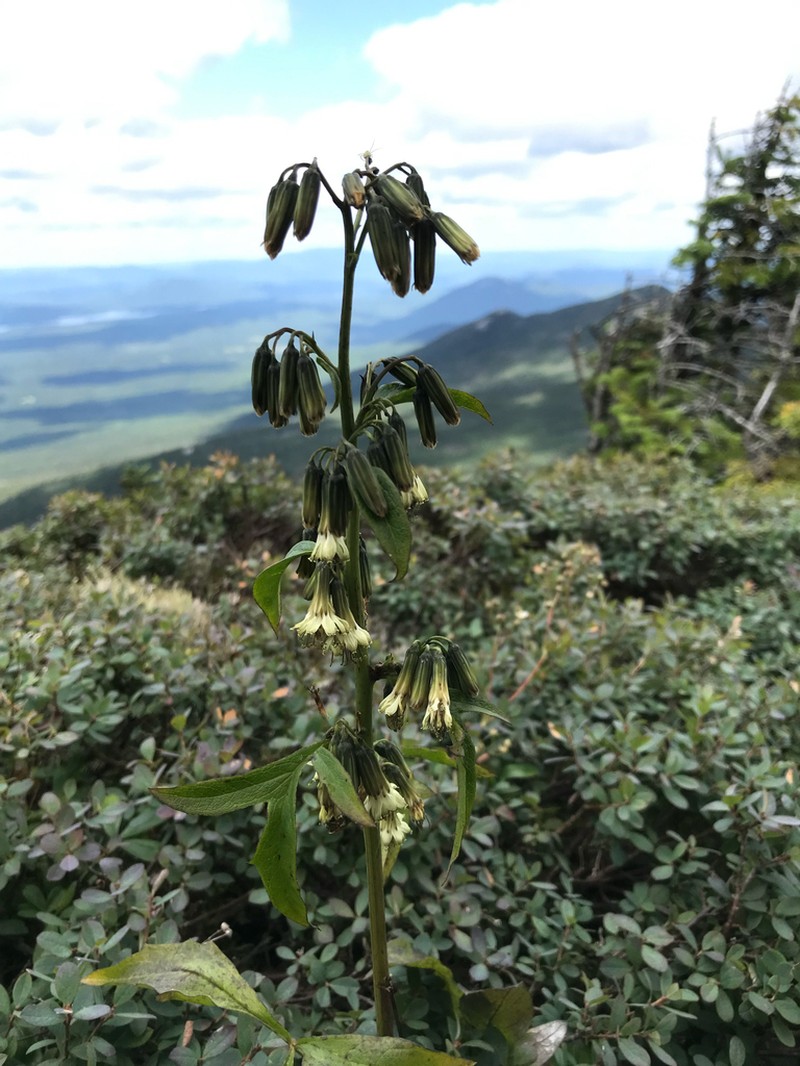 Alpine Rattlesnakeroot photo 3