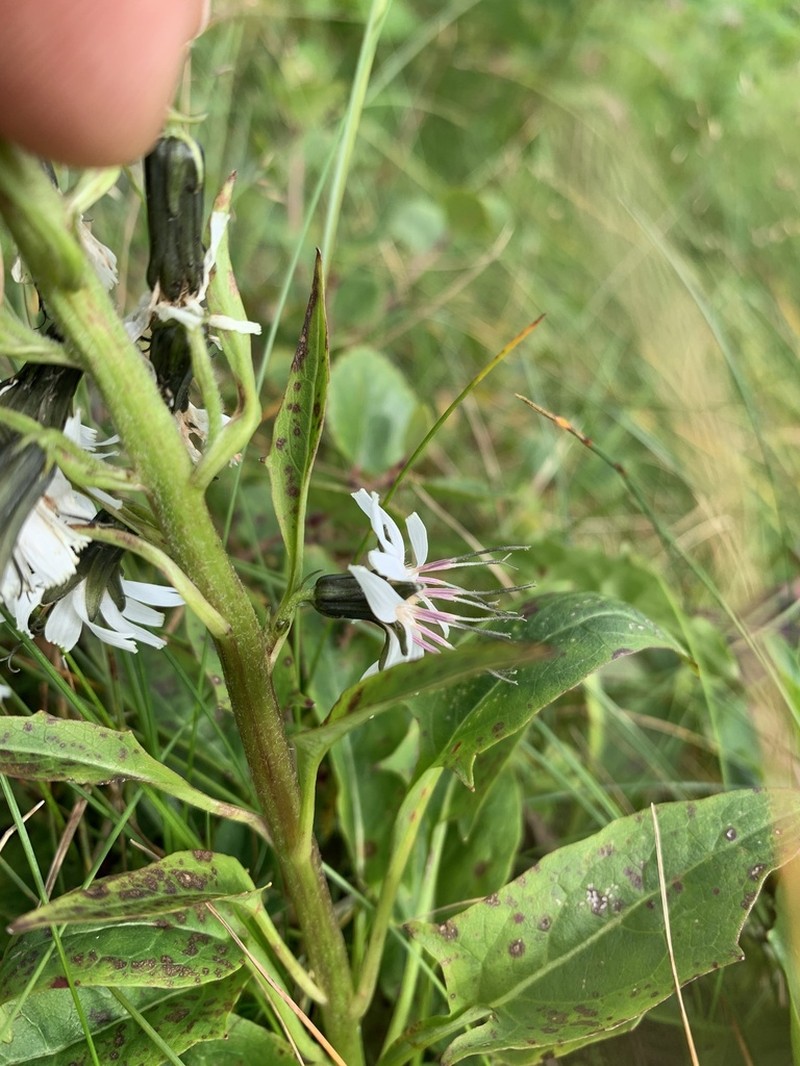 Alpine Rattlesnakeroot photo 4