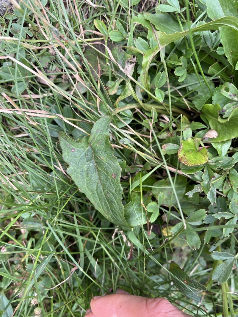 Alpine Rattlesnakeroot photo 5