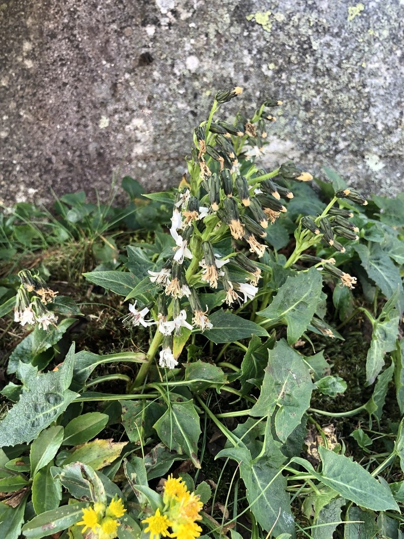 Alpine Rattlesnakeroot photo 6