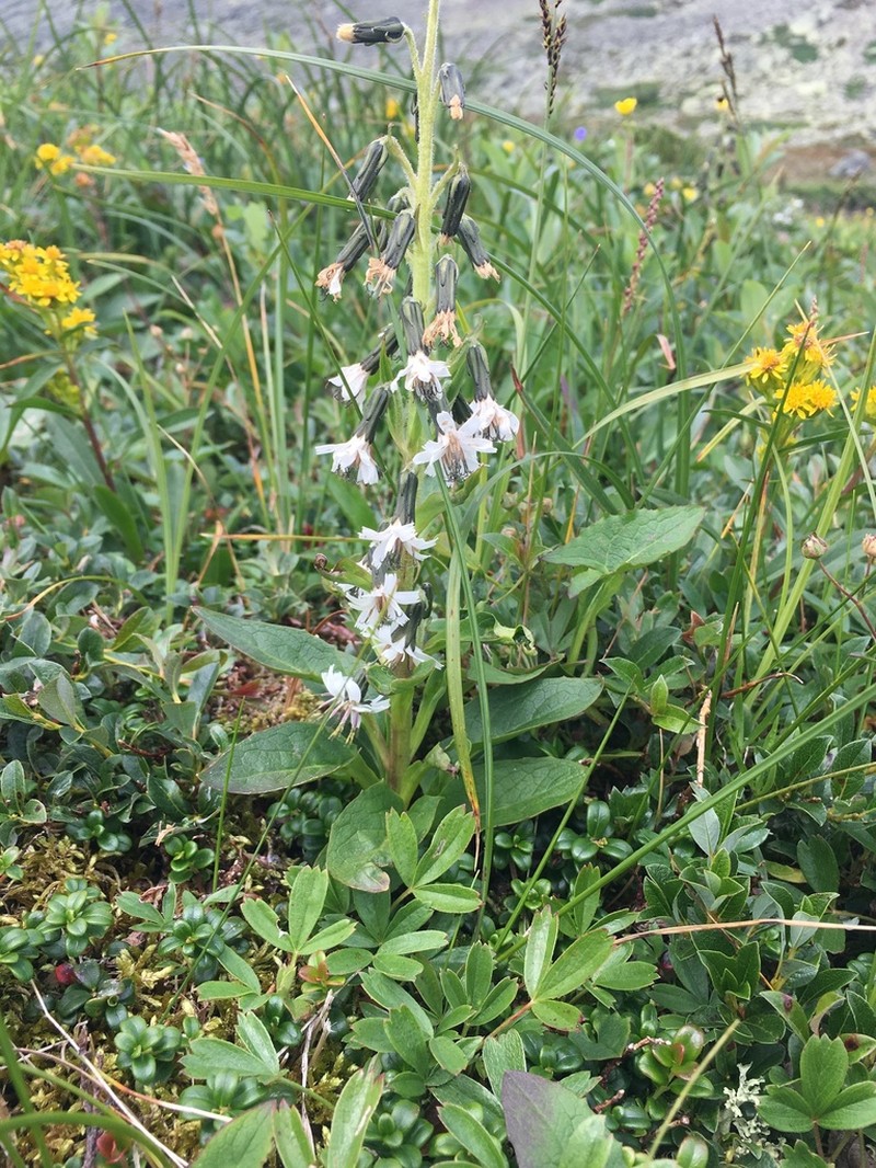 Alpine Rattlesnakeroot photo 7