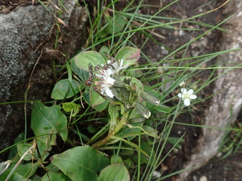 Alpine Rattlesnakeroot photo 8