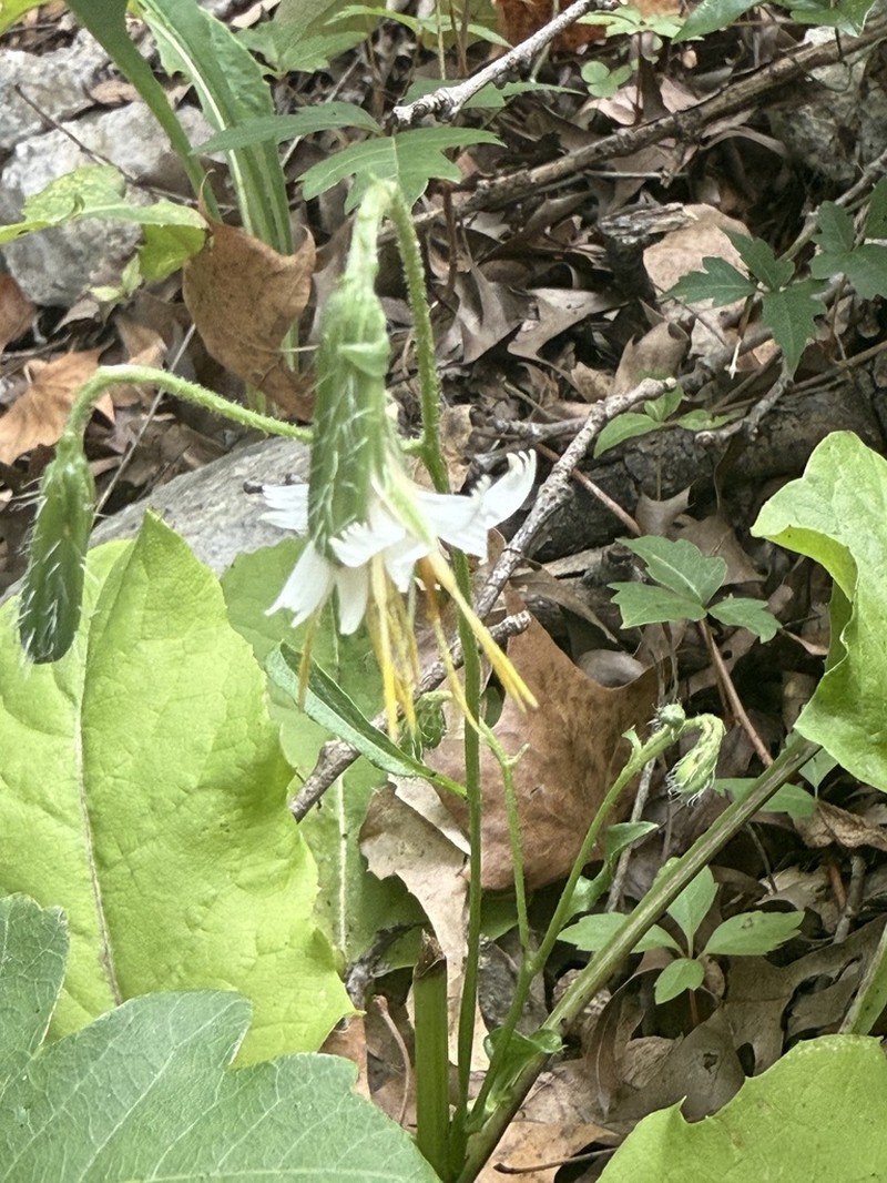 Carr's Rattlesnakeroot