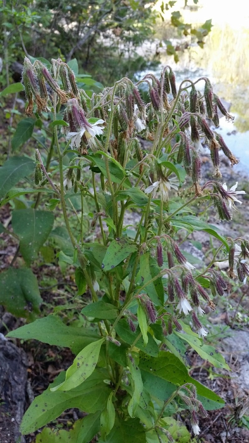 Carr's Rattlesnakeroot photo 2
