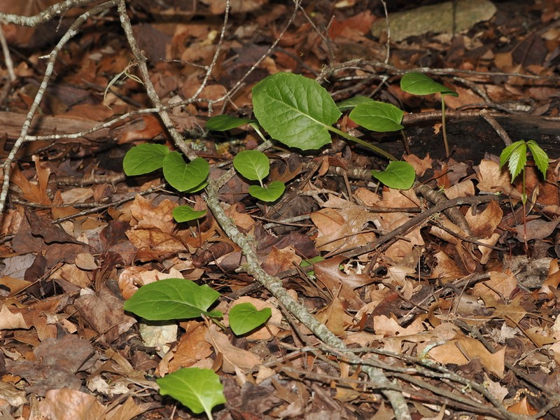 Carr's Rattlesnakeroot photo 3