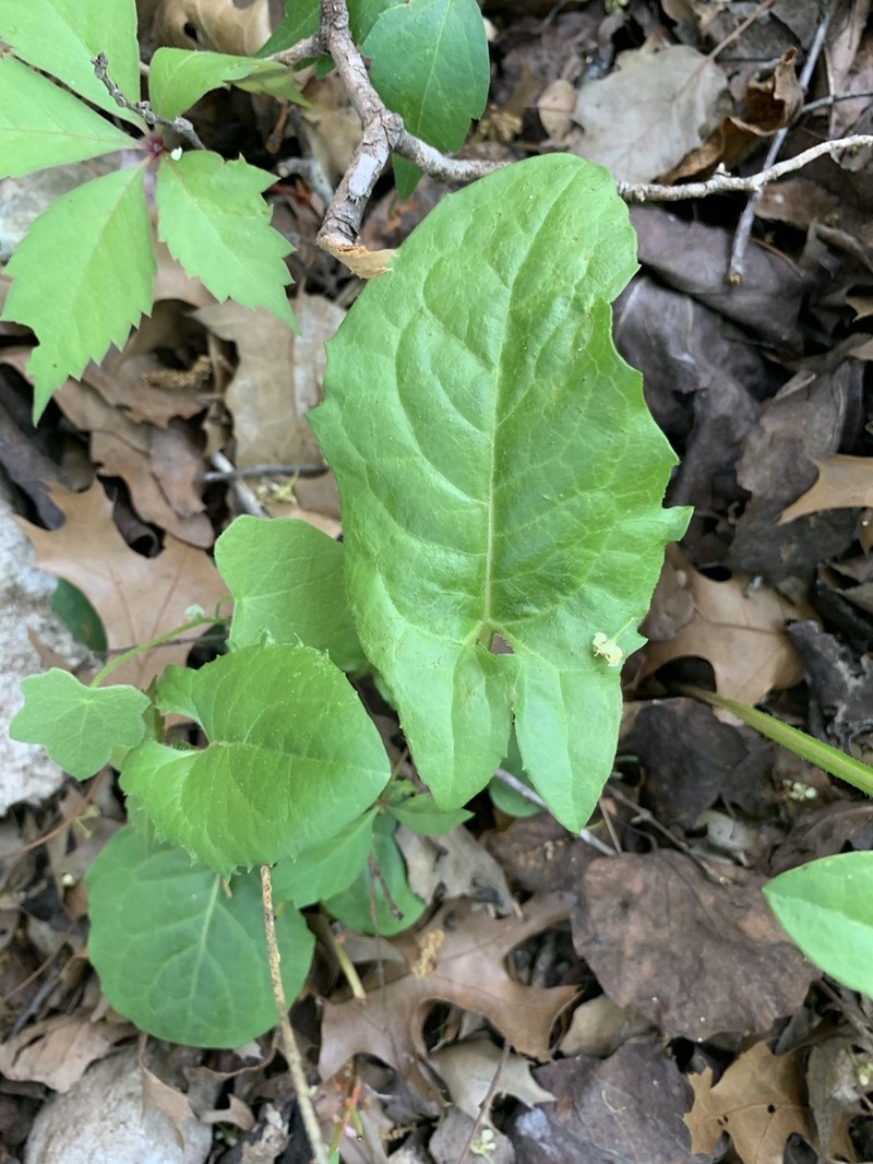 Carr's Rattlesnakeroot photo 4