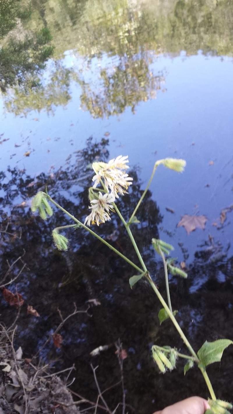 Carr's Rattlesnakeroot photo 5
