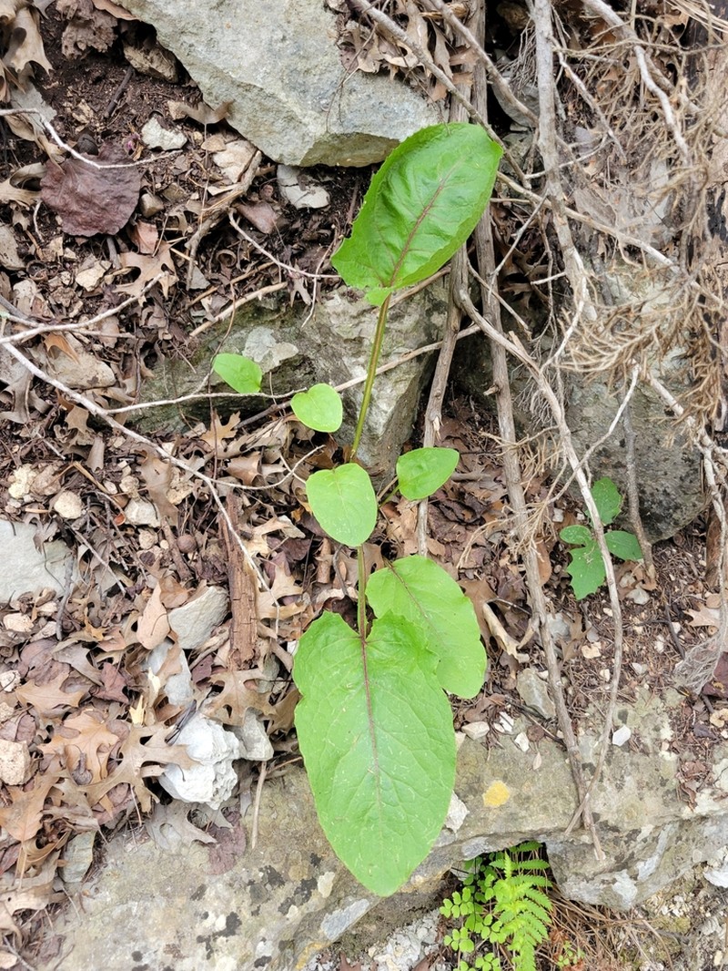 Carr's Rattlesnakeroot photo 6