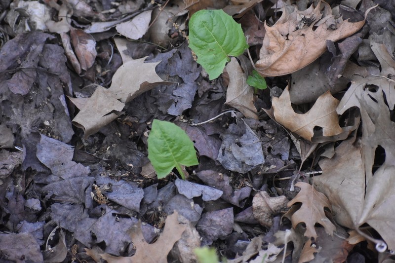 Carr's Rattlesnakeroot photo 7