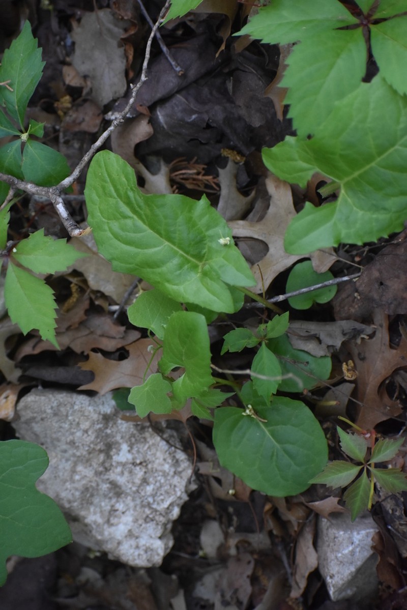 Carr's Rattlesnakeroot photo 8