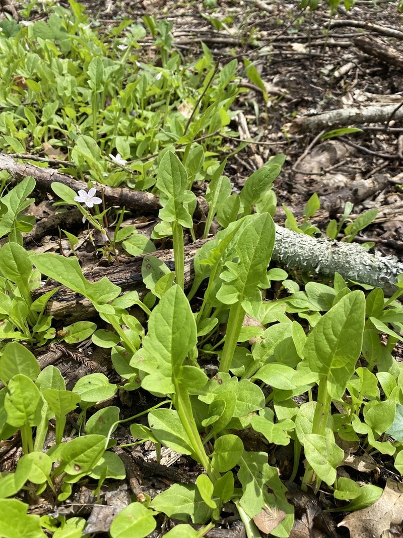 Nodding Rattlesnakeroot photo 4