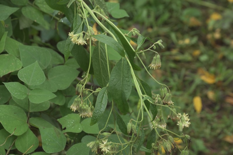 Nodding Rattlesnakeroot photo 6