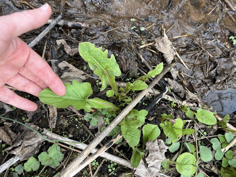 Nodding Rattlesnakeroot photo 7