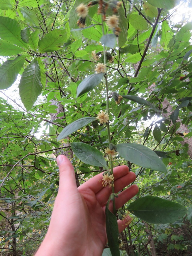 Nodding Rattlesnakeroot photo 8