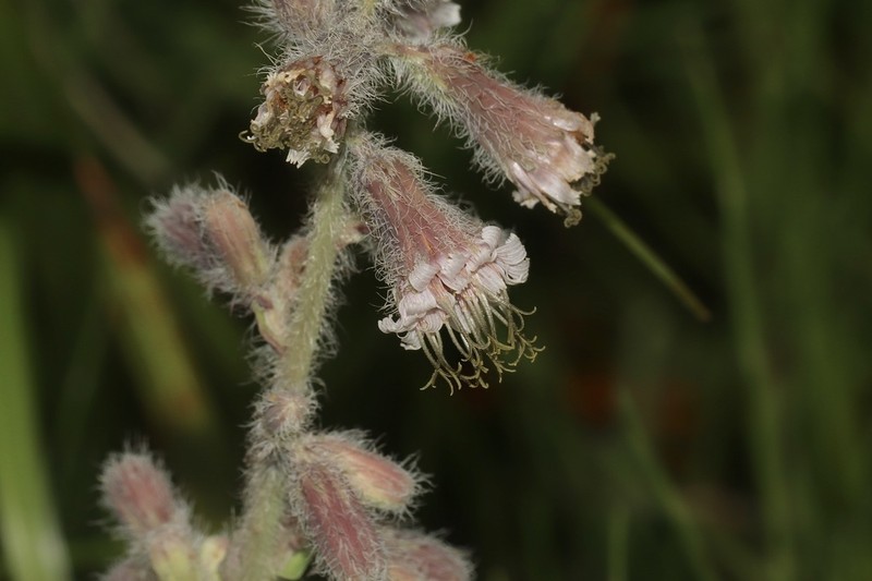 Purple Rattlesnakeroot