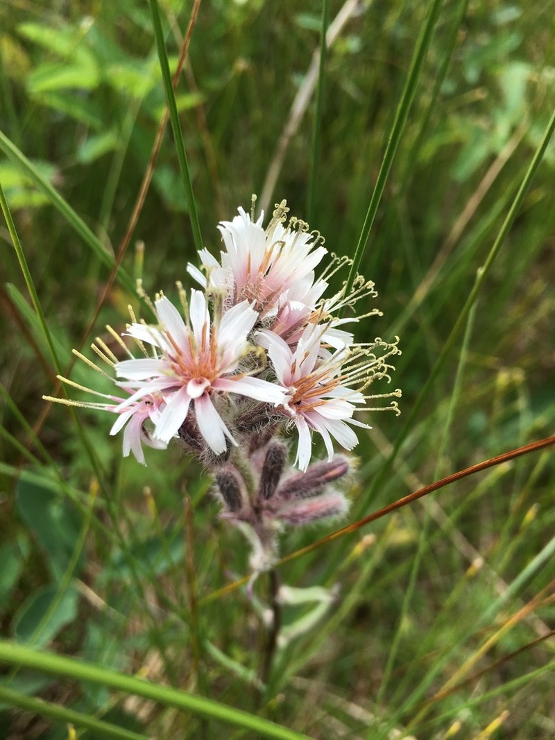 Purple Rattlesnakeroot photo 2