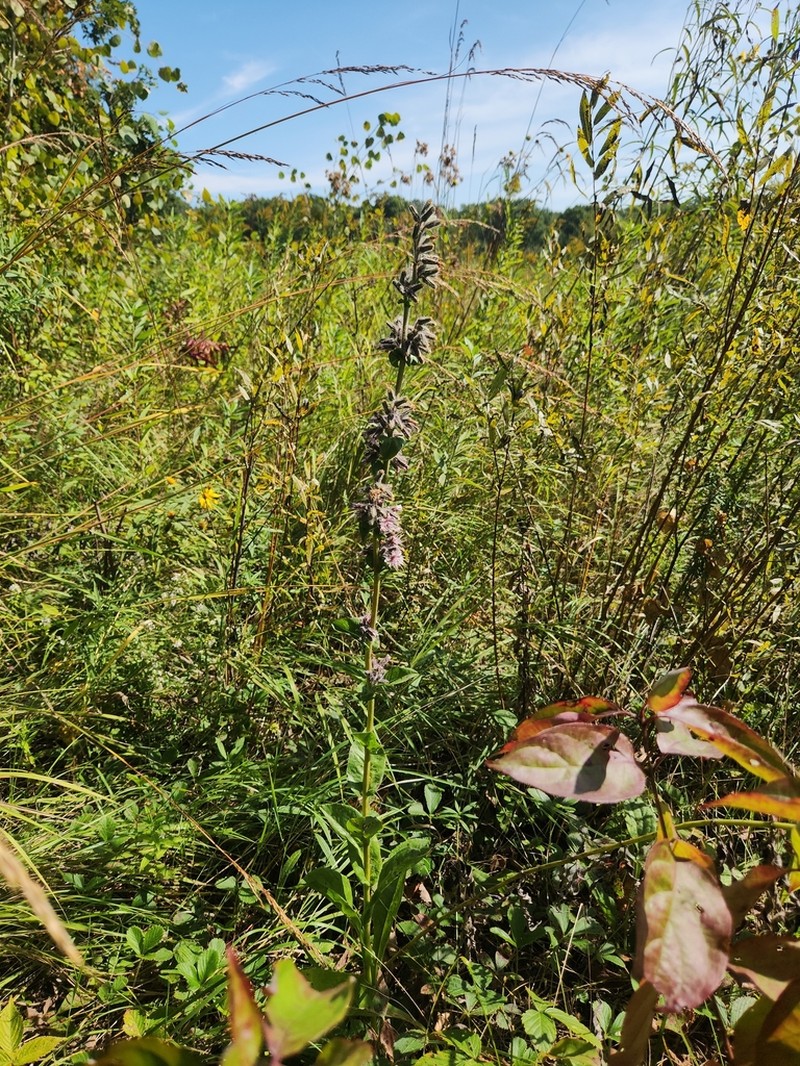 Purple Rattlesnakeroot photo 3