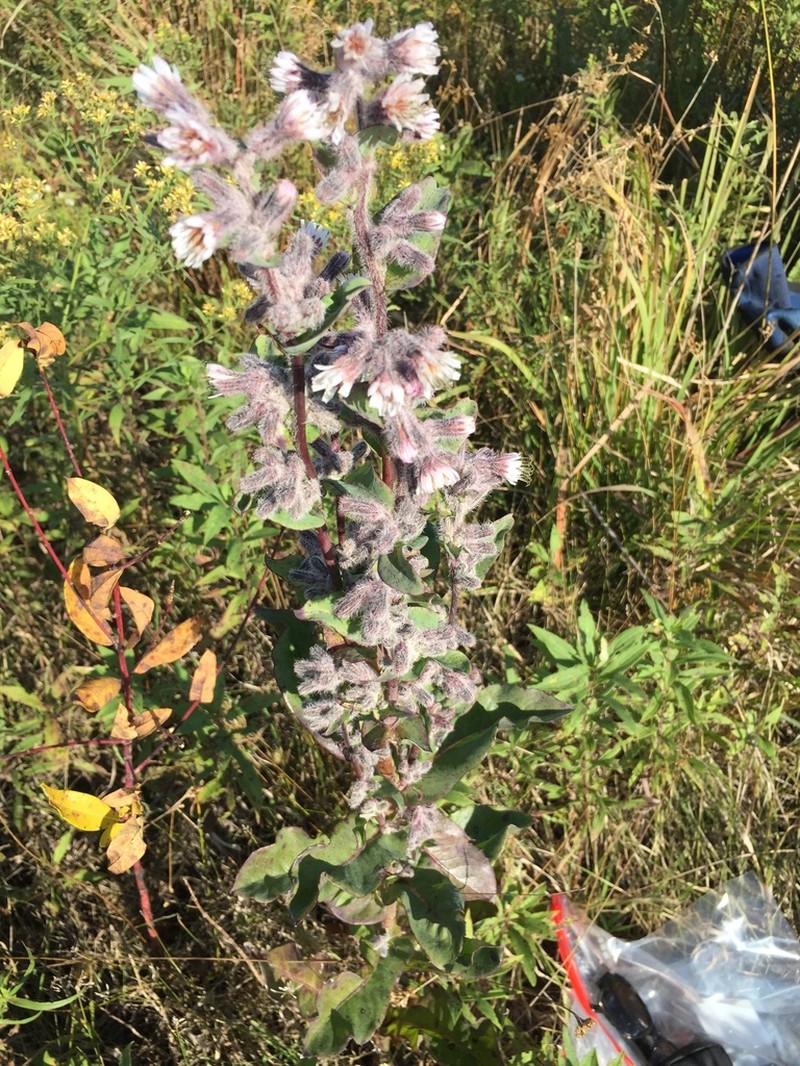 Purple Rattlesnakeroot photo 4