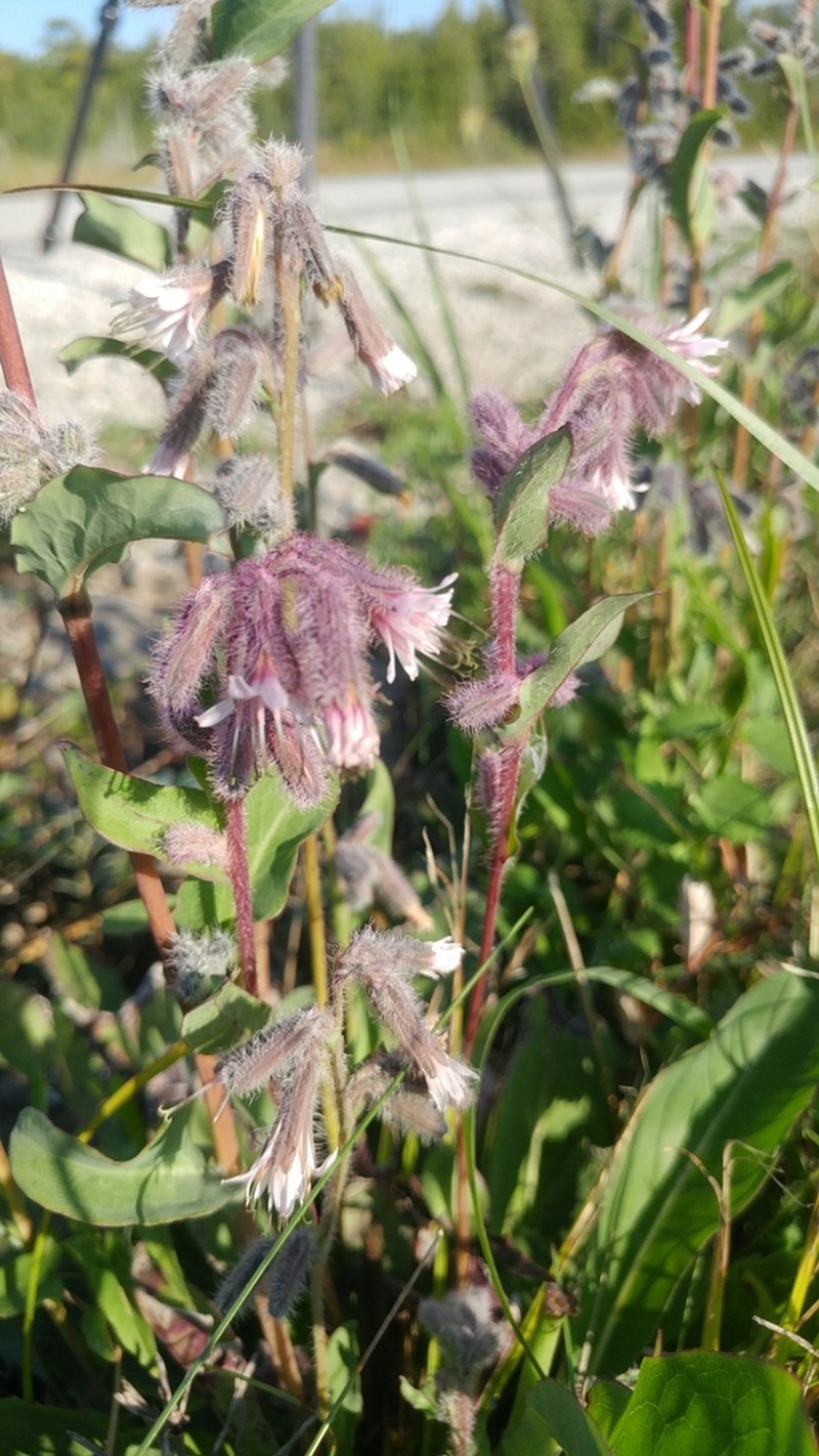 Purple Rattlesnakeroot photo 5