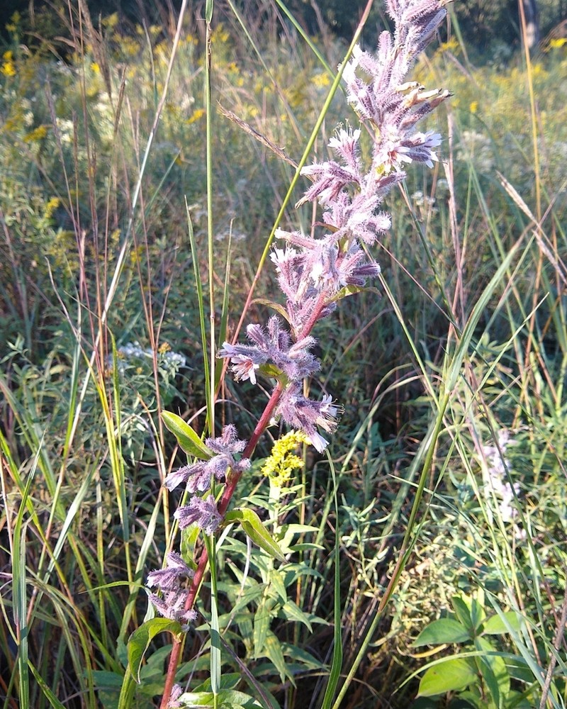 Purple Rattlesnakeroot photo 6