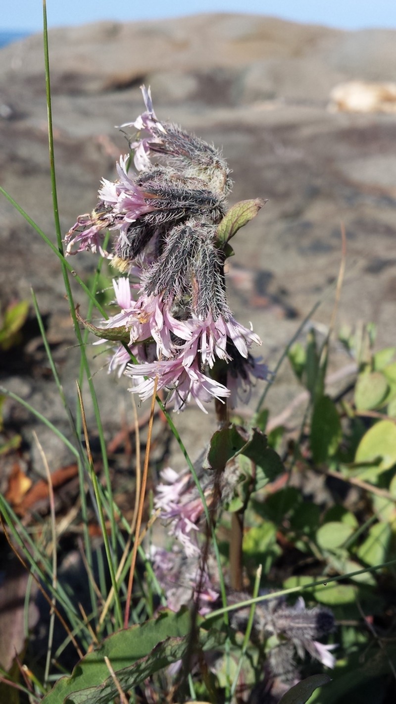 Purple Rattlesnakeroot photo 8