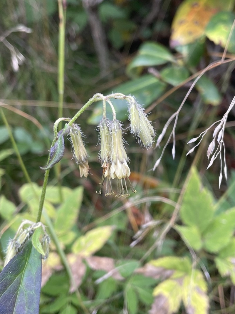 Roan Mountain Rattlesnakeroot