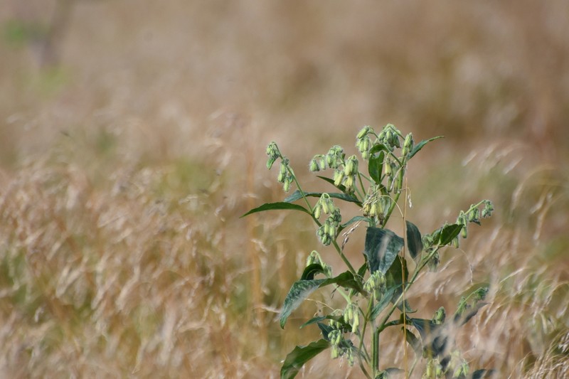 Roan Mountain Rattlesnakeroot photo 2