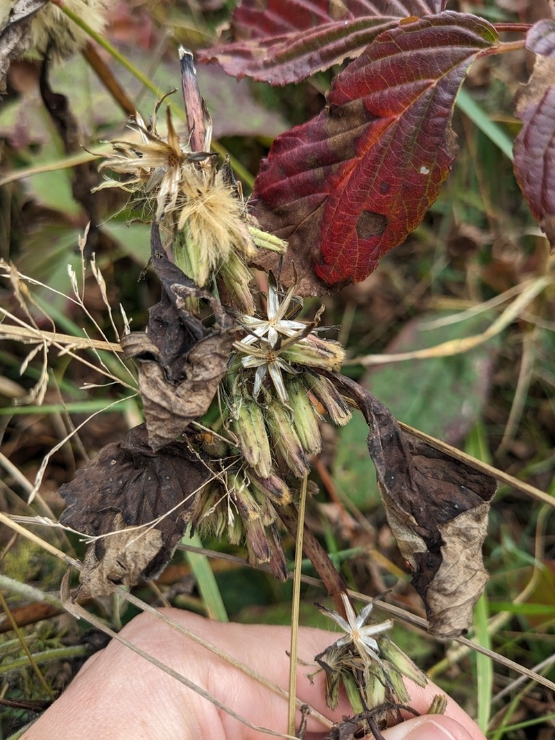 Roan Mountain Rattlesnakeroot photo 3