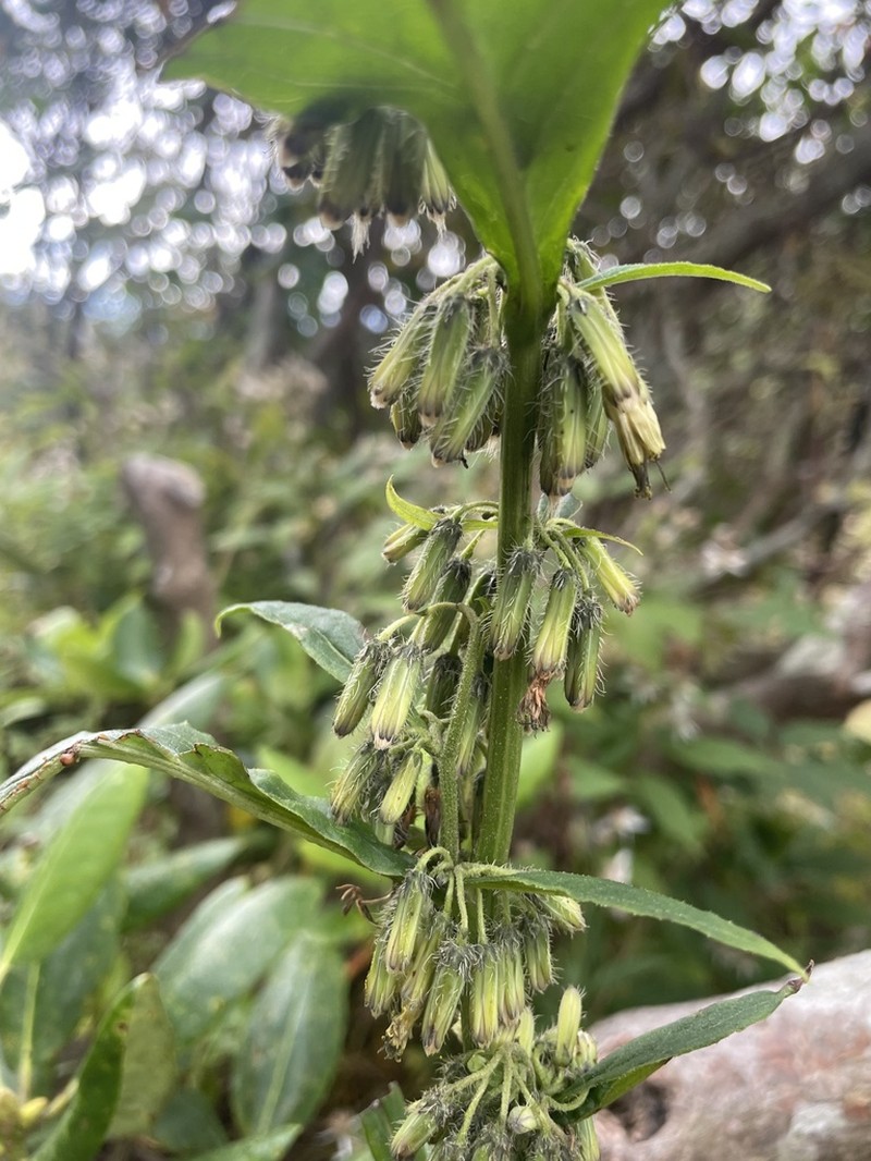 Roan Mountain Rattlesnakeroot photo 4