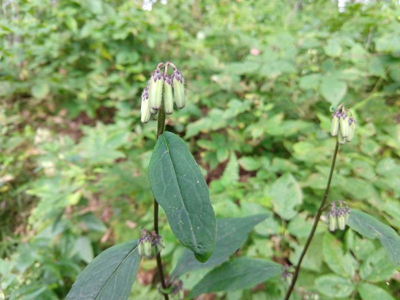 Roan Mountain Rattlesnakeroot photo 5