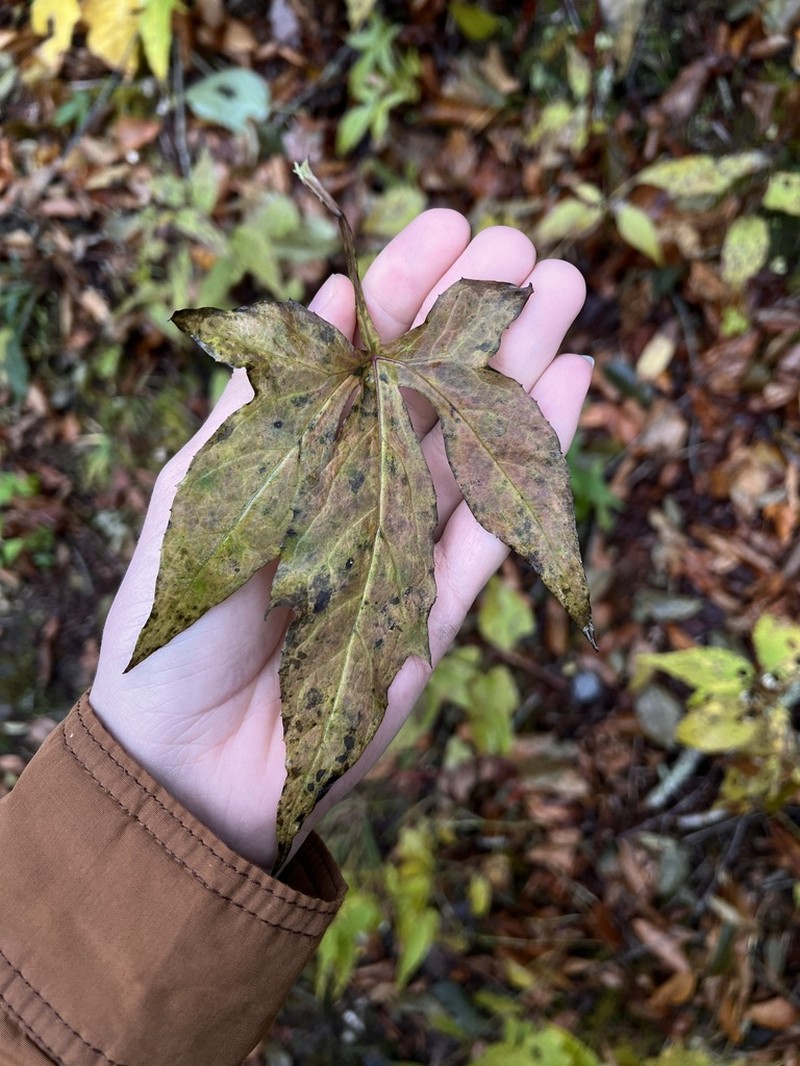 Roan Mountain Rattlesnakeroot photo 6