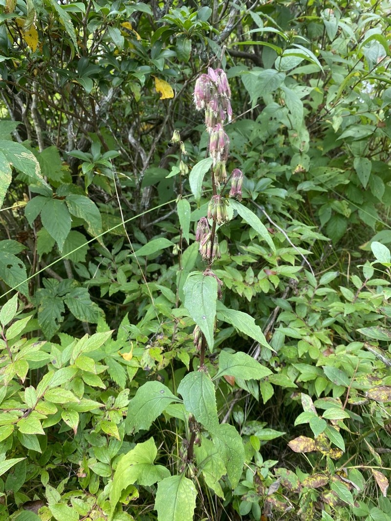 Roan Mountain Rattlesnakeroot photo 7