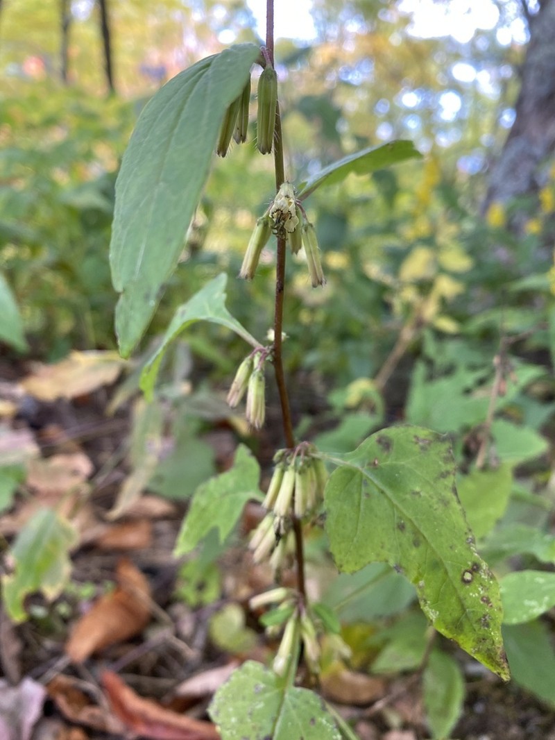 Roan Mountain Rattlesnakeroot photo 8