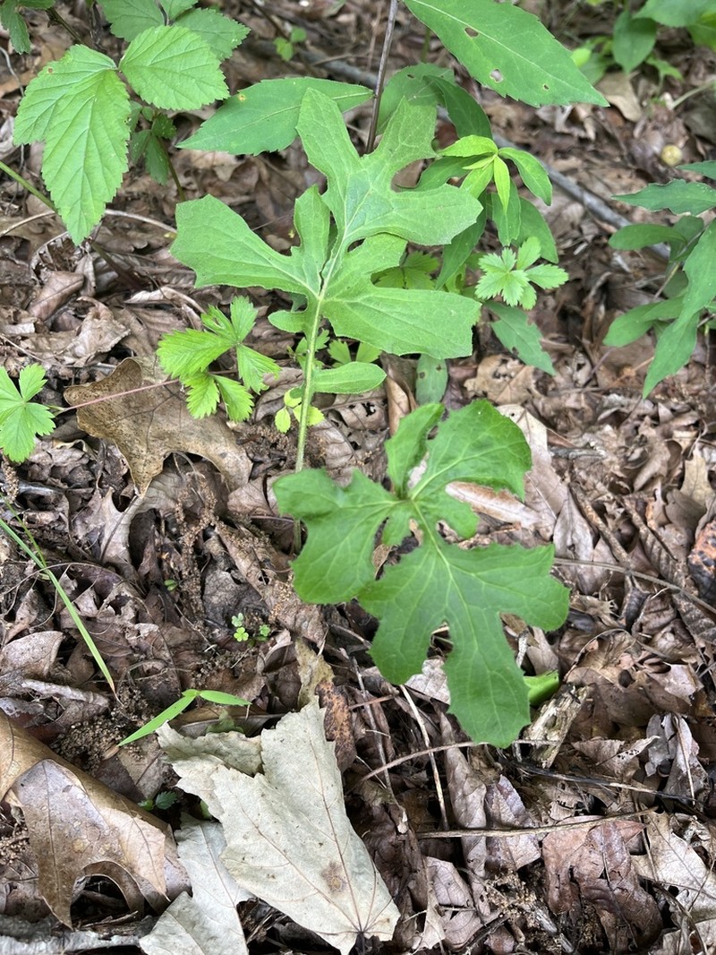 Cankerweed photo 3