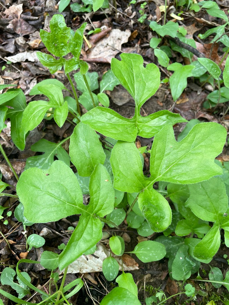 Cankerweed photo 5