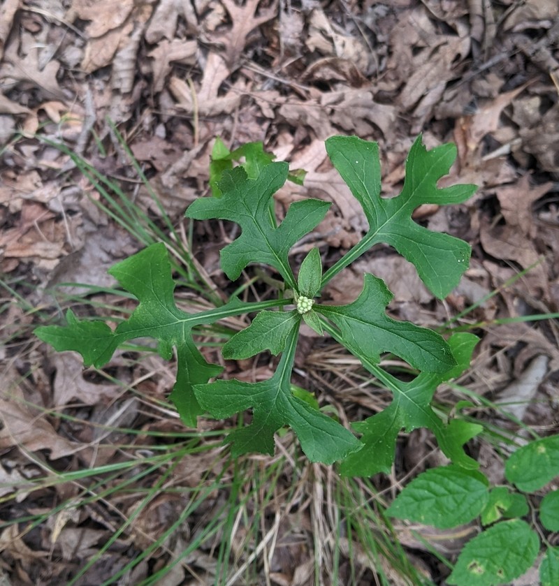 Cankerweed photo 6