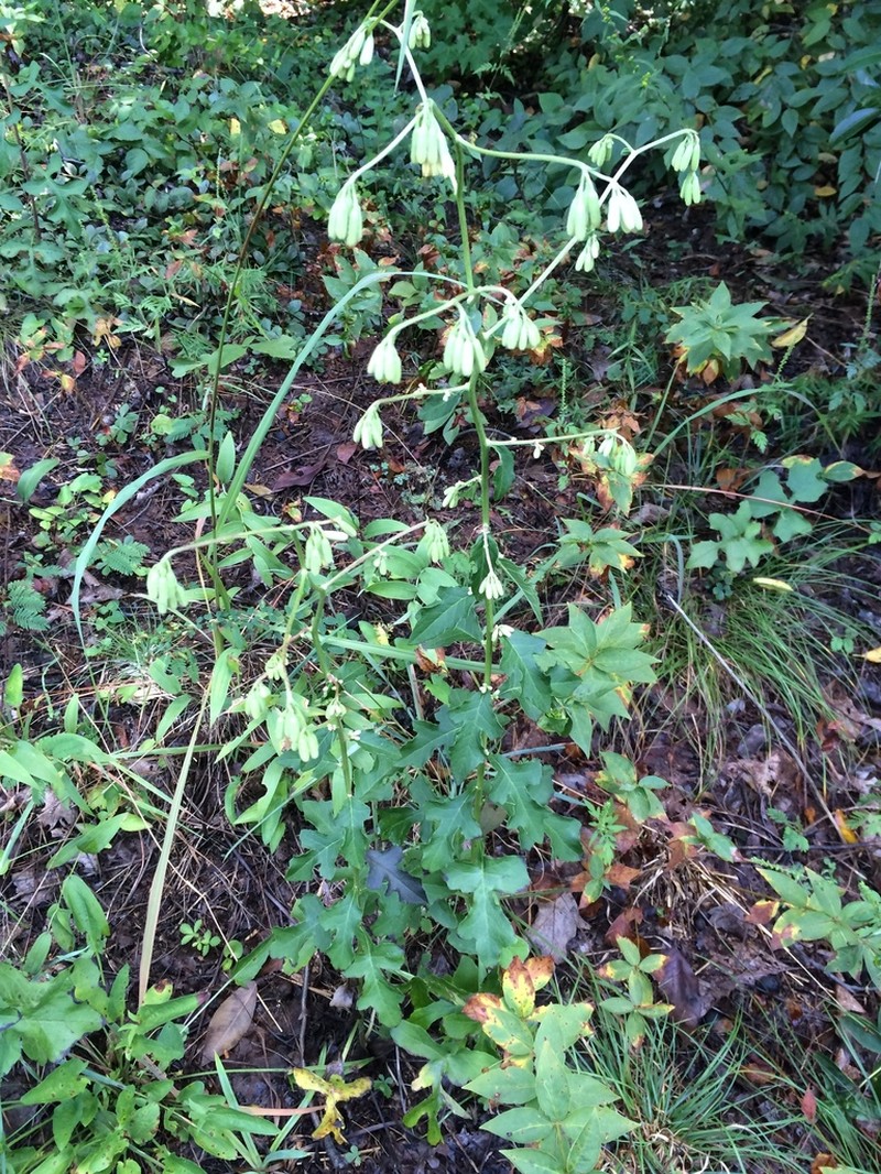 Cankerweed photo 7
