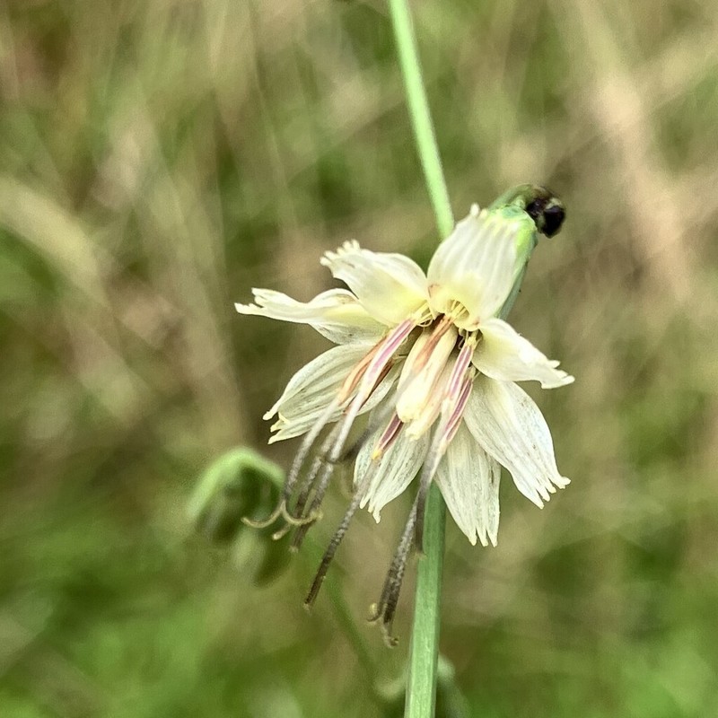 Dwarf Rattlesnakeroot photo 4