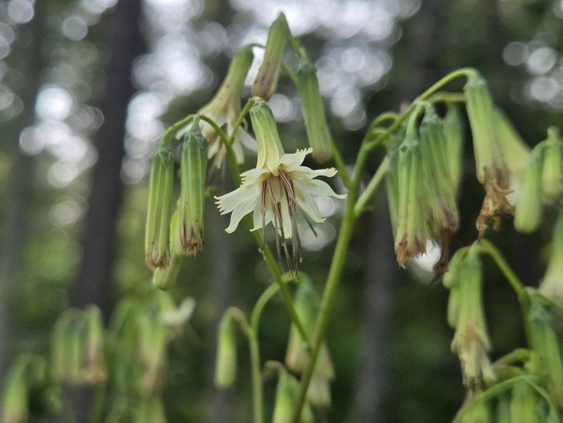 Dwarf Rattlesnakeroot photo 5