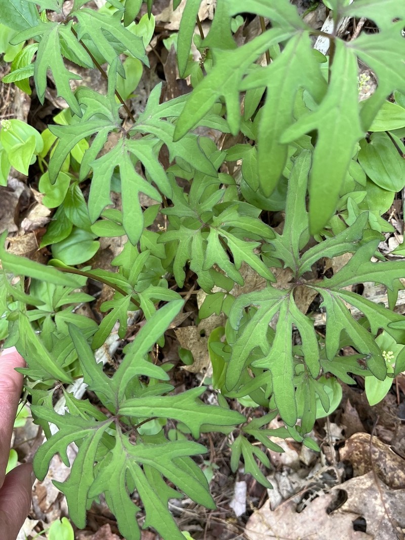 Dwarf Rattlesnakeroot photo 7