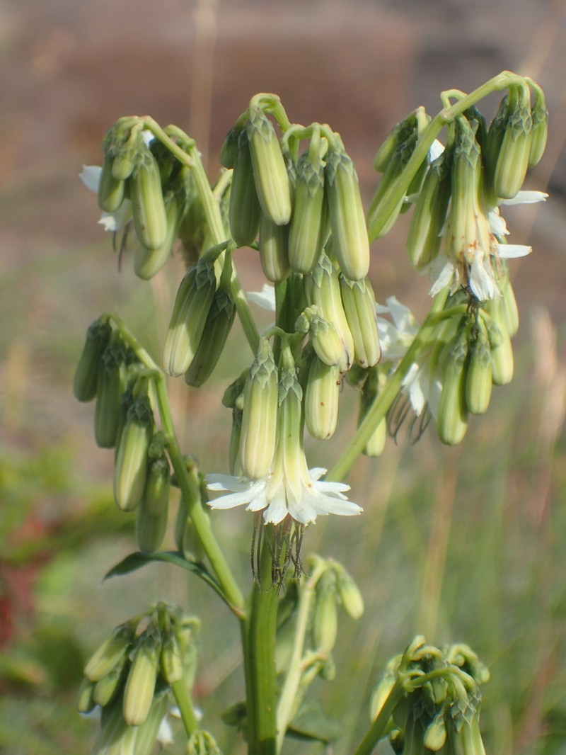 Dwarf Rattlesnakeroot photo 8
