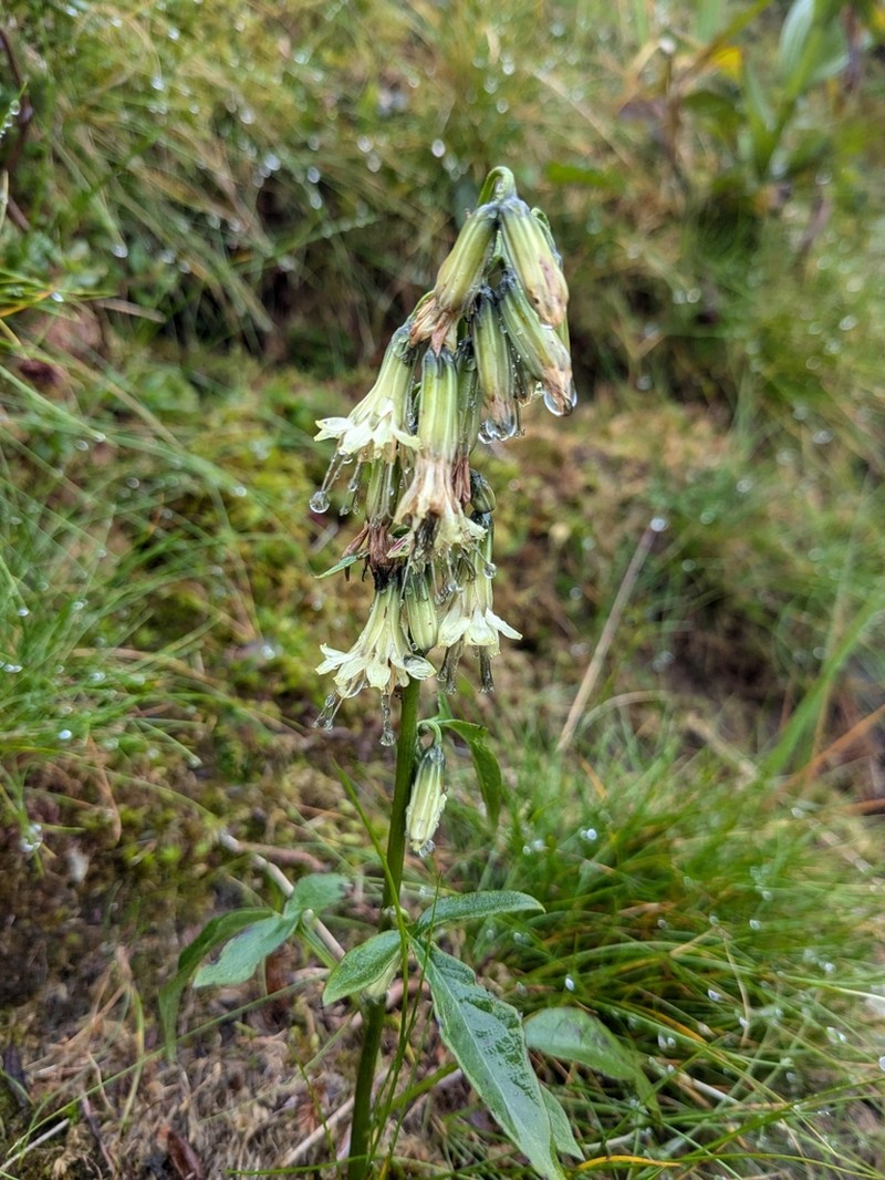 Gall Of The Earth photo 3