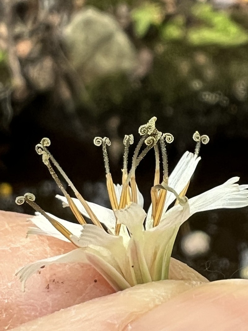 Gall Of The Earth photo 6