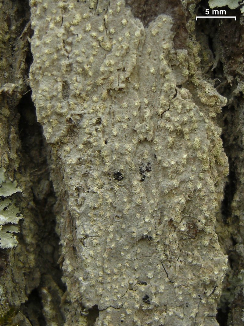 Nadvornikia sorediata