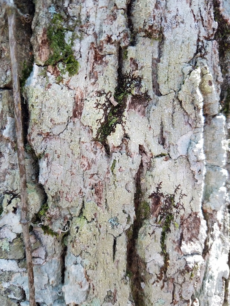 Nadvornikia sorediata