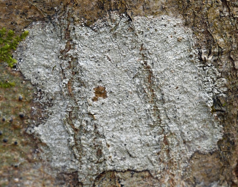 Nadvornikia sorediata photo 2