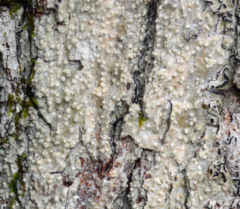 Nadvornikia sorediata photo 3