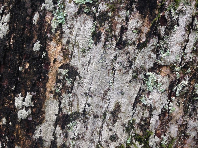 Nadvornikia sorediata photo 4