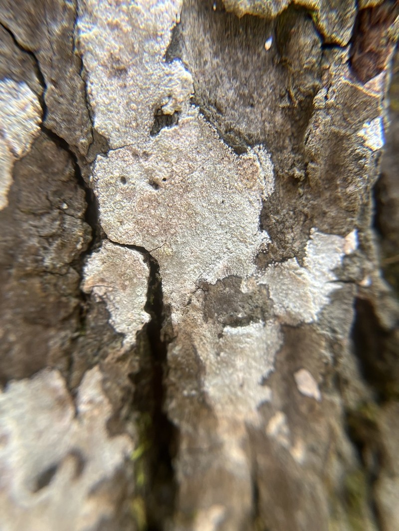 Nadvornikia sorediata photo 6
